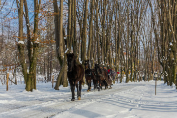 A Private Day of Quiet Luxury in Nature - Carriage Tour & The Wild ( for Adults only )