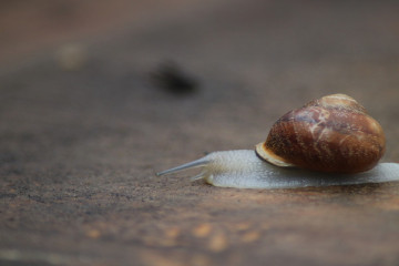 Children’s Activity : "Who’s Hiding Under the Shell ?"