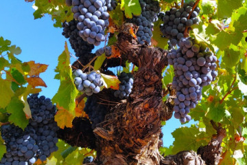 Cheese farm and Wine Cellar Visit