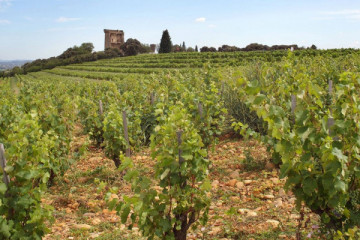 The Southern Rhône wines, day tour from Avignon