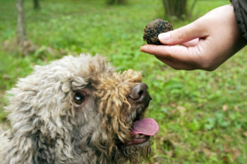 Truffle hunting dog