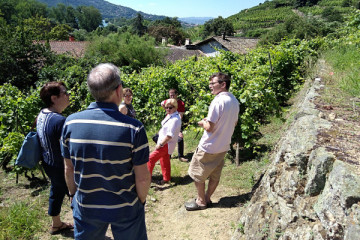 Guided Côte-Rôtie vineyards walk