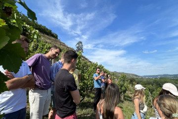 Guided vineyard visit