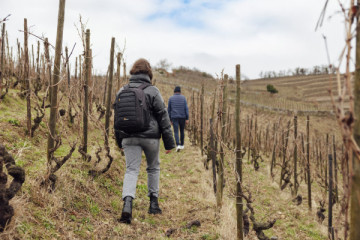 Hermitage vineyards hike