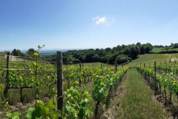 CHIANCIANO: THE ESSENCE OF TUSCAN WINE – SPECIAL WINE TASTING