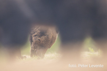 Half Day Tour - Private Wilderness Discovery