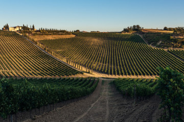 Authentic Wine Experience
