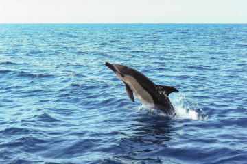 Lisbon: Arrábida Natural Park Dolphin Watching Boat Tour