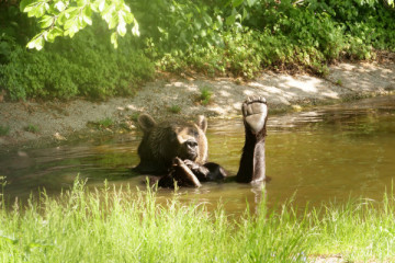 Day Pass BEAR SANCTUARY Arbesbach 2026