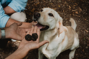 For Nature Enthusiasts - 2 hours of black truffle hunt