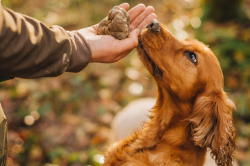 White Truffle hunting & cooking show- Group tour