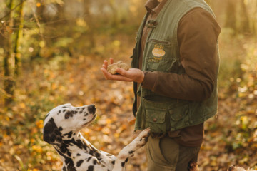 Gold digging tour - 2 hours of white truffle hunt