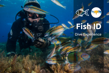  Fish Identification Dive Experience