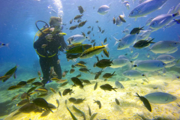 Experience a diving in Siracusa