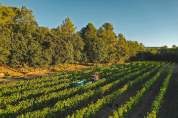 From the vines to the bottle
