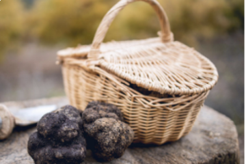 Truffle Experience | Truffle Hunting
