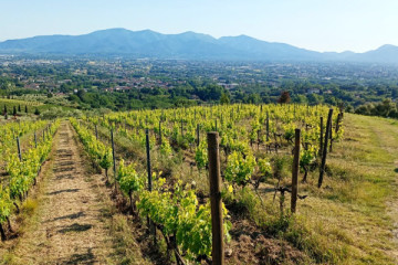 Azienda Agricola San Pietro