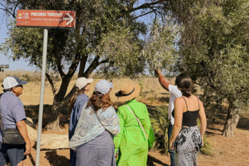 Olive Oil Tour in Salento with Tasting