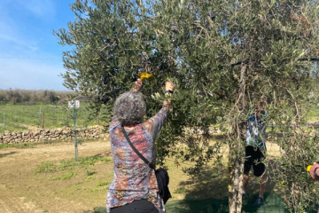 Olive Oil Tour with Lunch in Salento