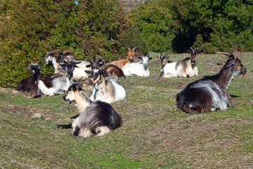 Trekking with a Shepherd in the Blue Zone