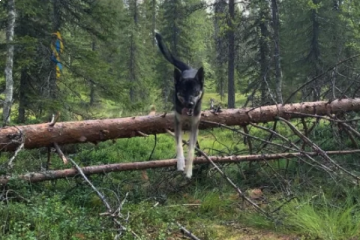 Stonefen Trail – Hike with our sleddogs