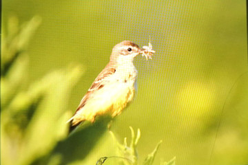 Birdwatching Day Tour near Brașov