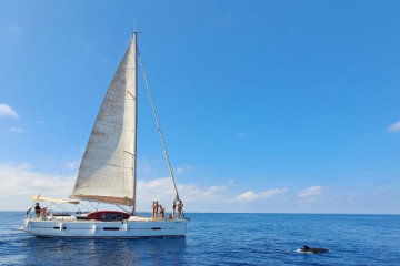 Sailing in Marbella and dolphins watching