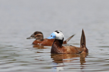 South Doñana (Cádiz)