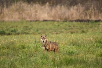 The Daily Life of a Wolf
