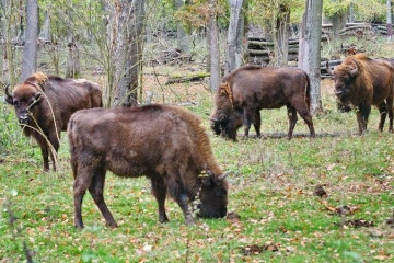 Bison