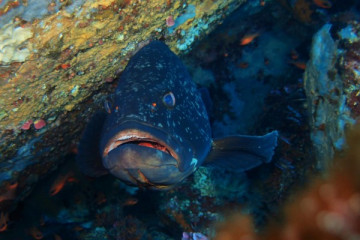 Exploration scuba diving - Les Issambres