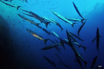 Supervised Diver Training 40 meters