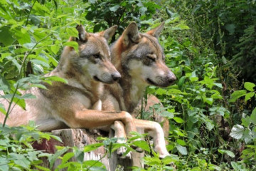 Parc des loups - Mercantour