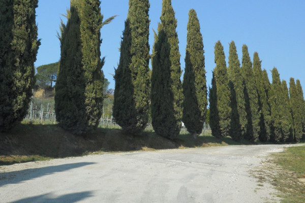 Cipressi way in tuscan countryside