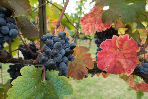 wine wyne