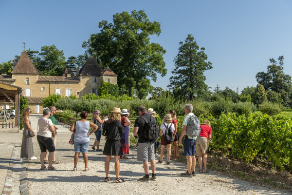 La vigne