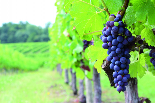 Medoc vines