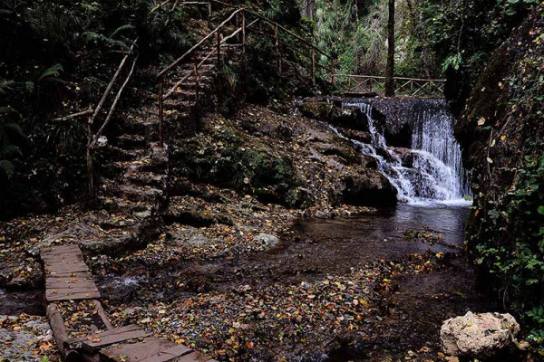 The path to the Woodwardia radicans