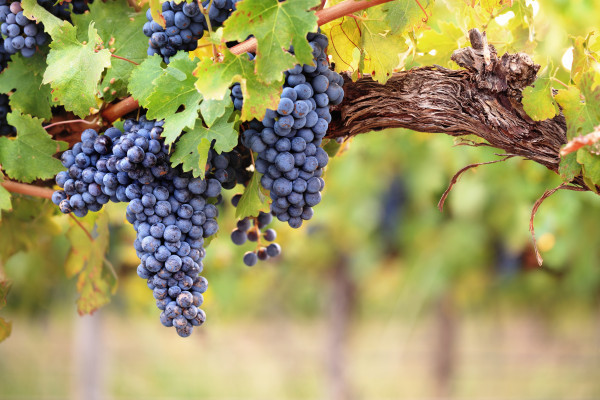 Bordeaux vines