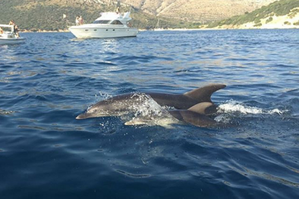 Dolphin watching
