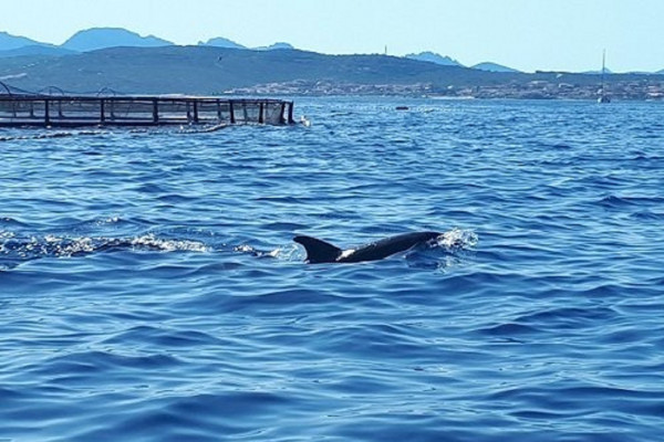 Dolphin watching