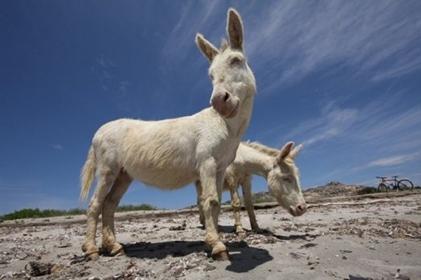 Donkeys