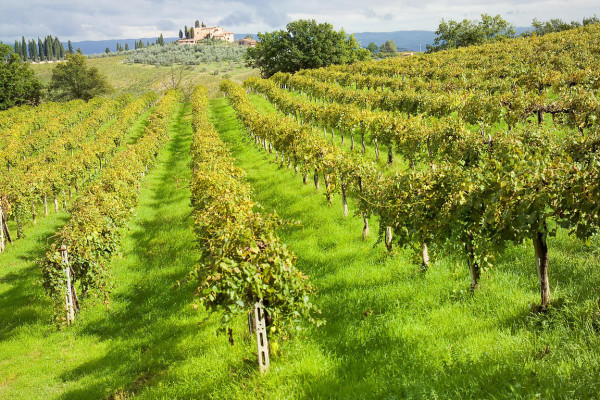 San Gimignano vinyard