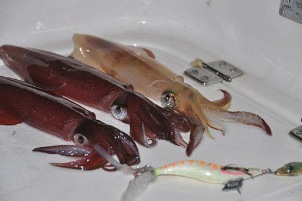 European Flying Squids