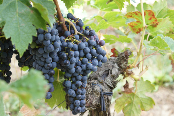Merlot grapes