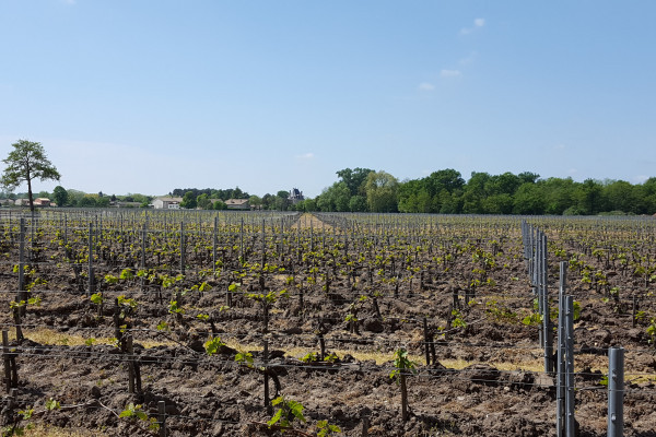 Vineyard of Château Saint Ahon
