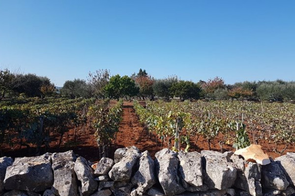 valle d'itria winyard