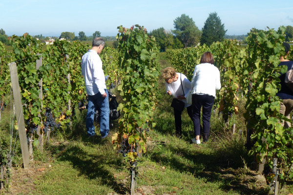 Walk in the vinyards