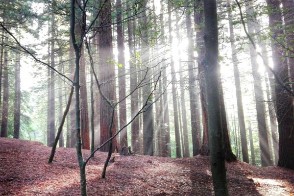 Sequoya forest