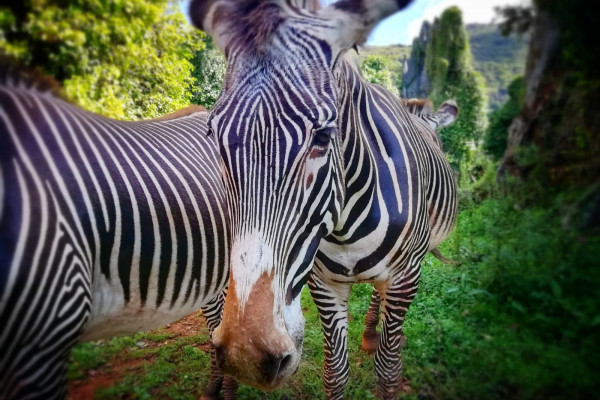 Zebra